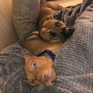 Meet your Posher, Travis